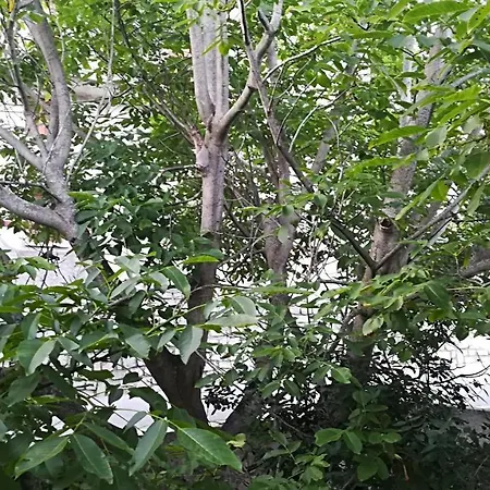 Nocleg ze śniadaniem Rinasce In Corsica Poggio-di-Venaco