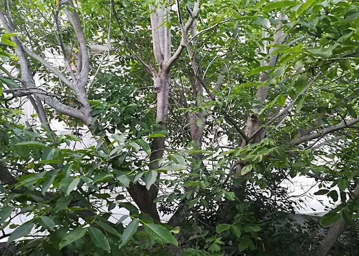 Oda ve Kahvaltı Rinasce In Corsica Poggio-di-Venaco